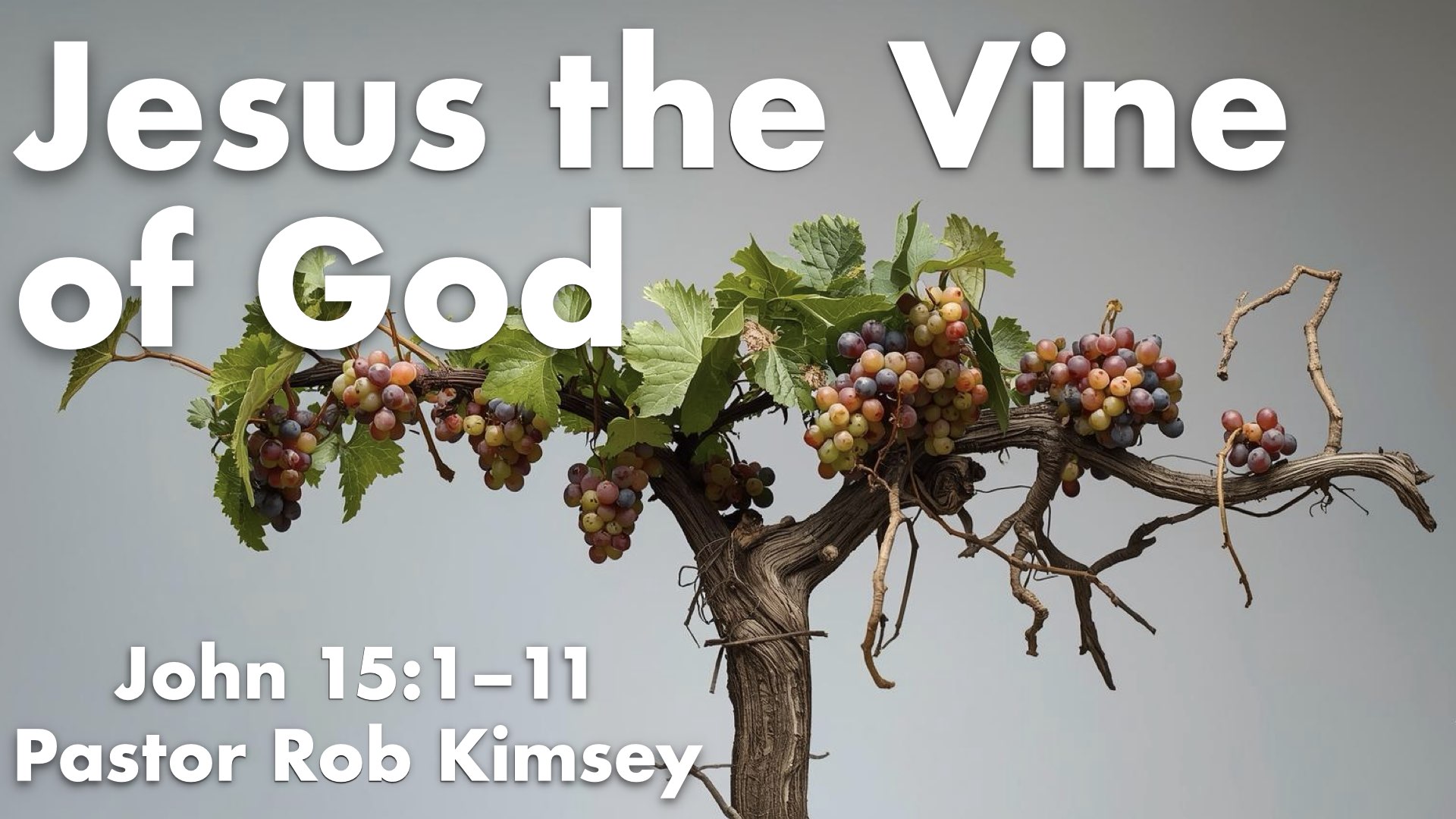 Jesus the Vine of God